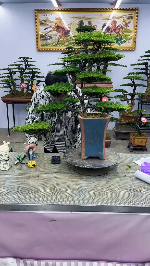 【闪购商品】八斗松/松类活物造型盆景，以直播间截图为啊啊