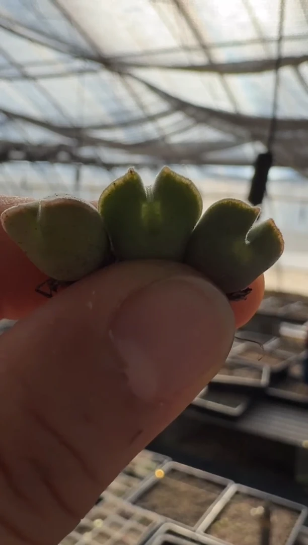 【闪购商品】17-5粉肌空蝉大一颗