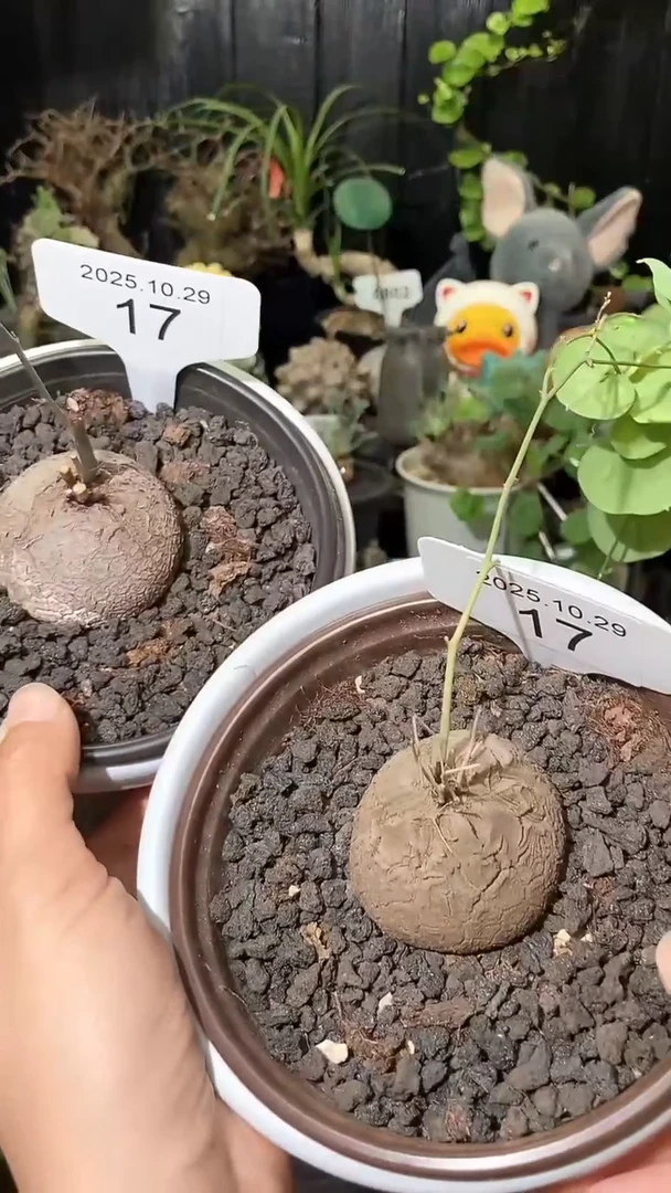 17号1029福利特价南非龟甲龙套餐