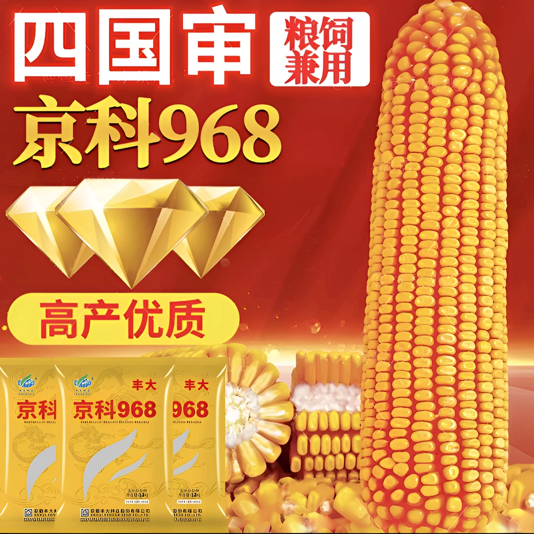 四国审双棒基因矮杆抗倒高产玉米种抗病抗虫抗旱紫杆种活秆成熟