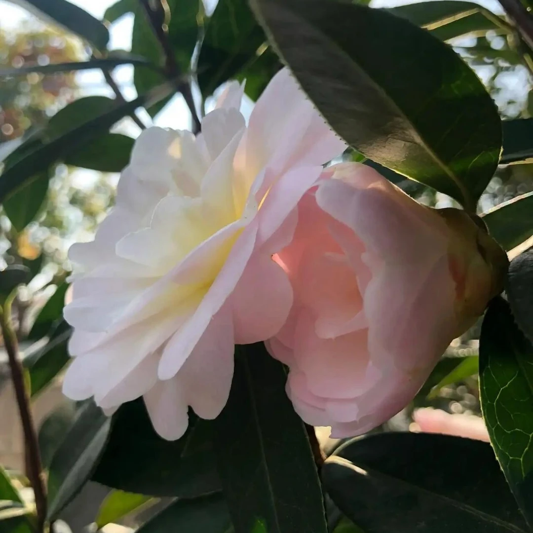 山茶花-童子面-粉面含春-珍贵稀有品种-渐变色-多型多样