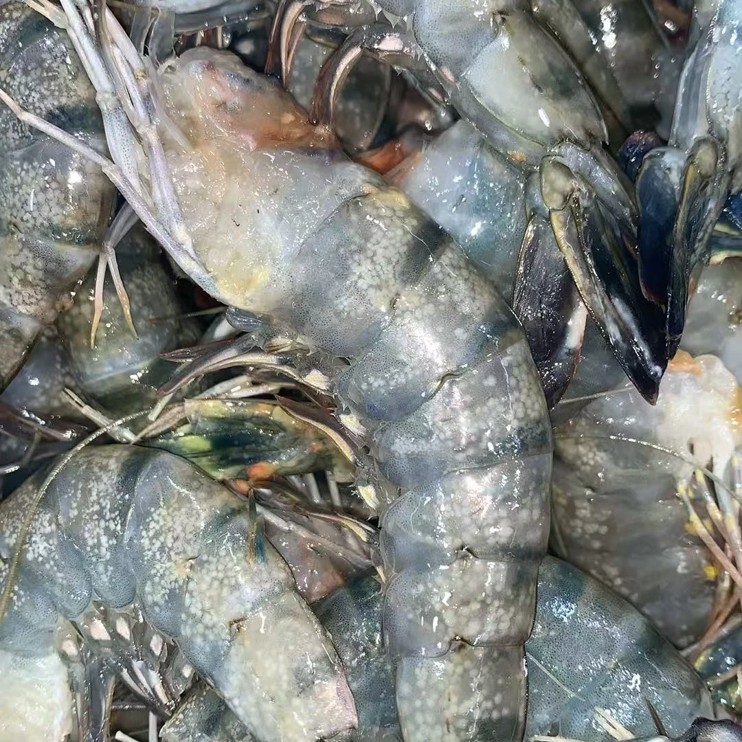 【大号去头黑虎虾】黑虎虾 深海捕捞 到手4-10斤