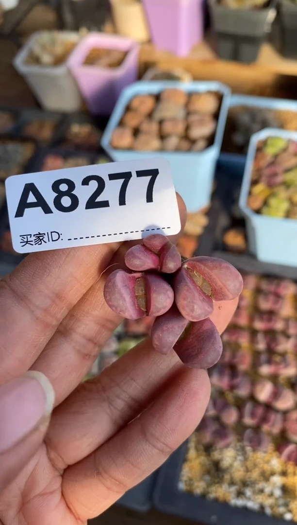 【闪购商品】8277直播一物一拍