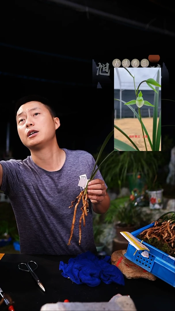 当前无花栽培后可以开花听***8寒兰义素2芽（一物一拍）