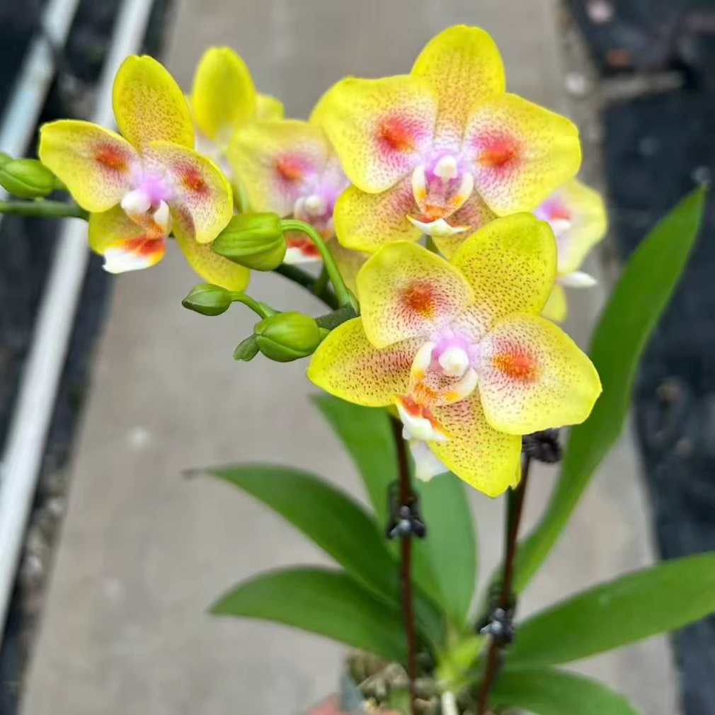 夏花蜡质花海绵宝宝【趣味香妃】 蝴蝶兰 2个花剑带花苞好养活