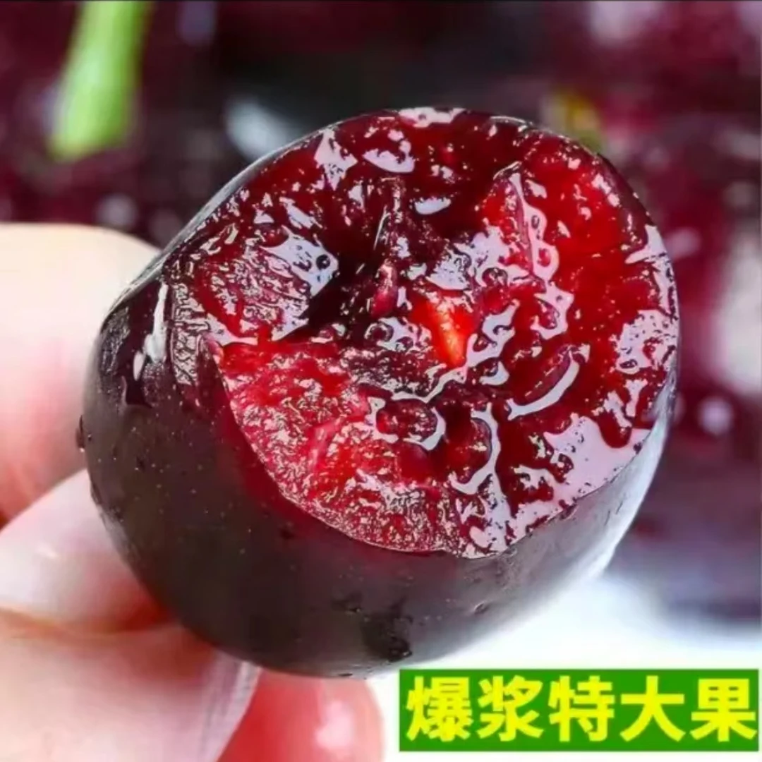 【邮政助农】现摘山东美早大樱桃新鲜水果精选果王