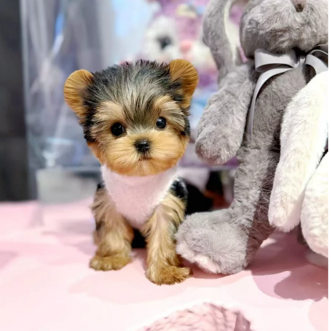 【阿亮约克夏精选】活体宠物