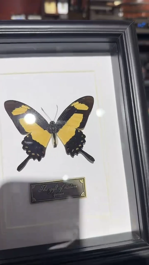 F19蝴蝶标本摆件