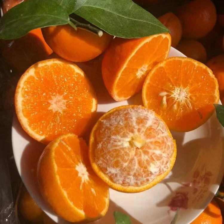 云南沃柑新鲜香甜柑橘当季水果产地直发多汁爆甜