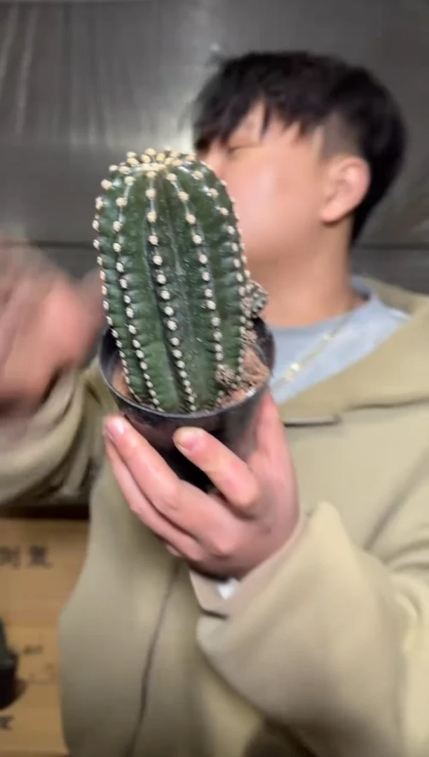 大单头 无刺 黑金刚【带根】