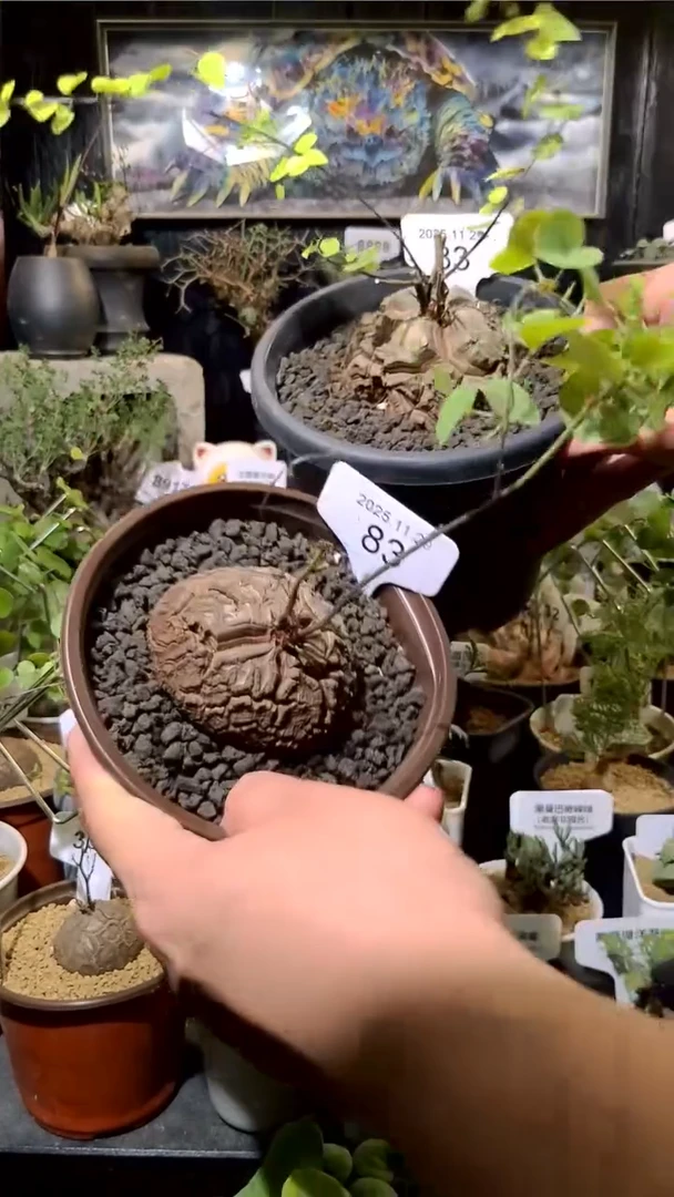 83号1129福利南非龟甲龙买一送一