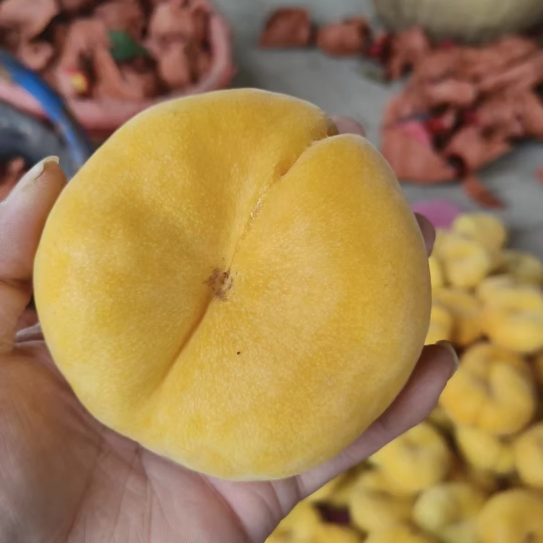 中蟠21蟠桃  当季新品