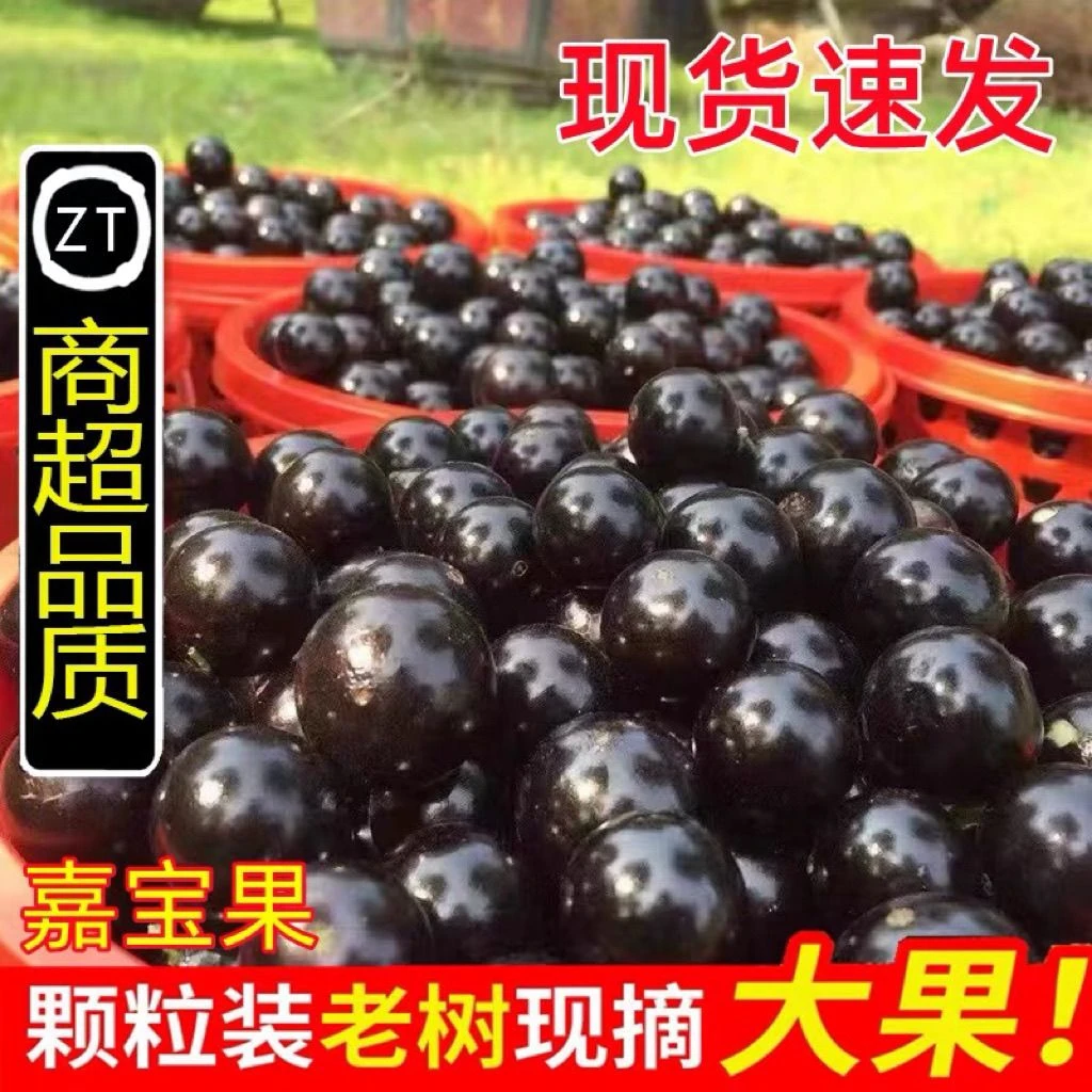 正宗嘉宝果树葡萄新鲜采摘 现发顺丰包邮罕见水果孕妇小孩