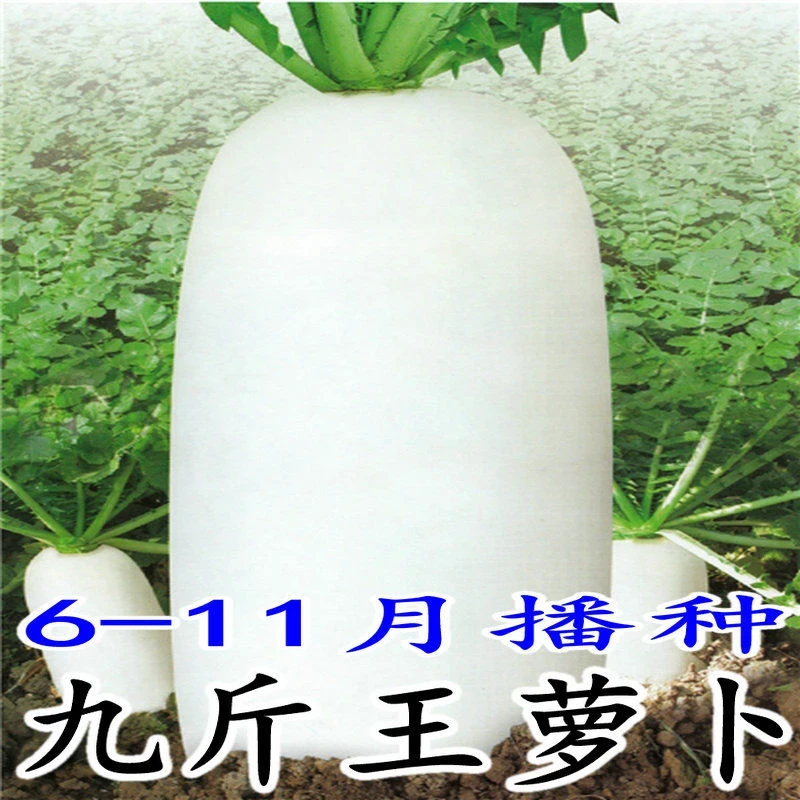 【九斤王萝卜种子】正品耐热白萝卜种子不空心四季播种蔬菜
