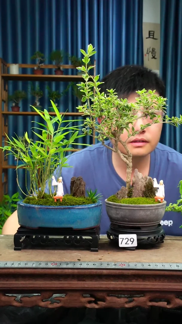 无花朵…*丽苔藓微景观729号