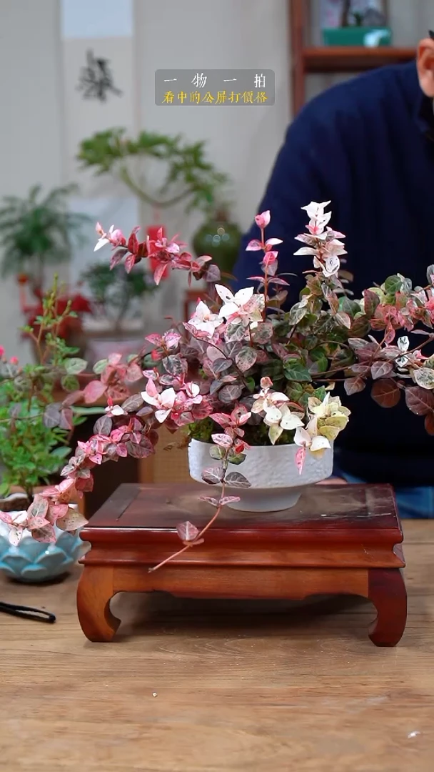 完全开放H****e031花叶