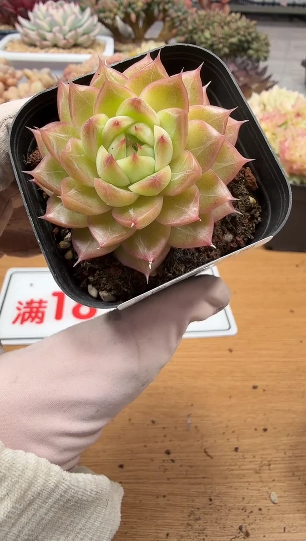 东云多肉园二店-276