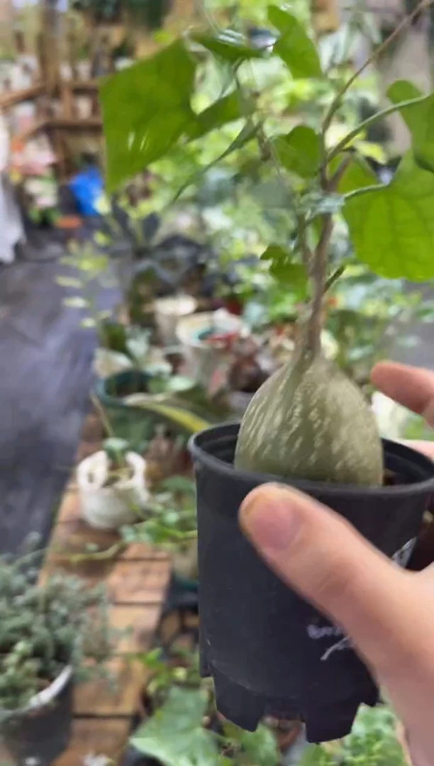 完全开放睡布袋小球