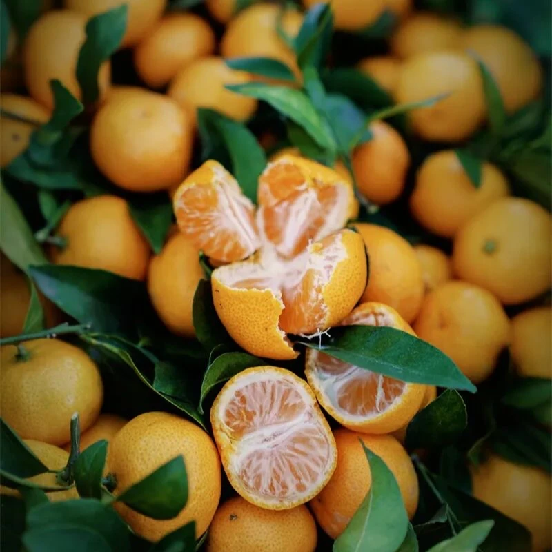 【顺丰上门】新余蜜桔 皮薄肉嫩 每一颗都藏着阳光的味道