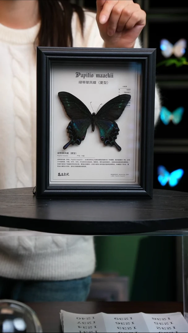 绿带翠凤蝶夏型中文科普款8寸竖框