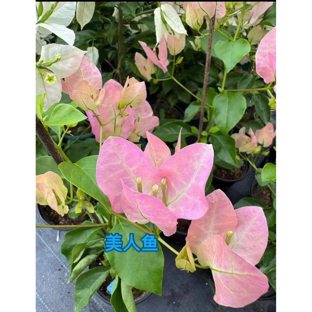 {螺旋美人鱼} 嫁接盆苗 爬藤飘枝垂吊