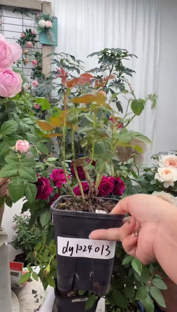 当前无花栽培后可以开花盈盈粉 1.2L扦插 dy1024013