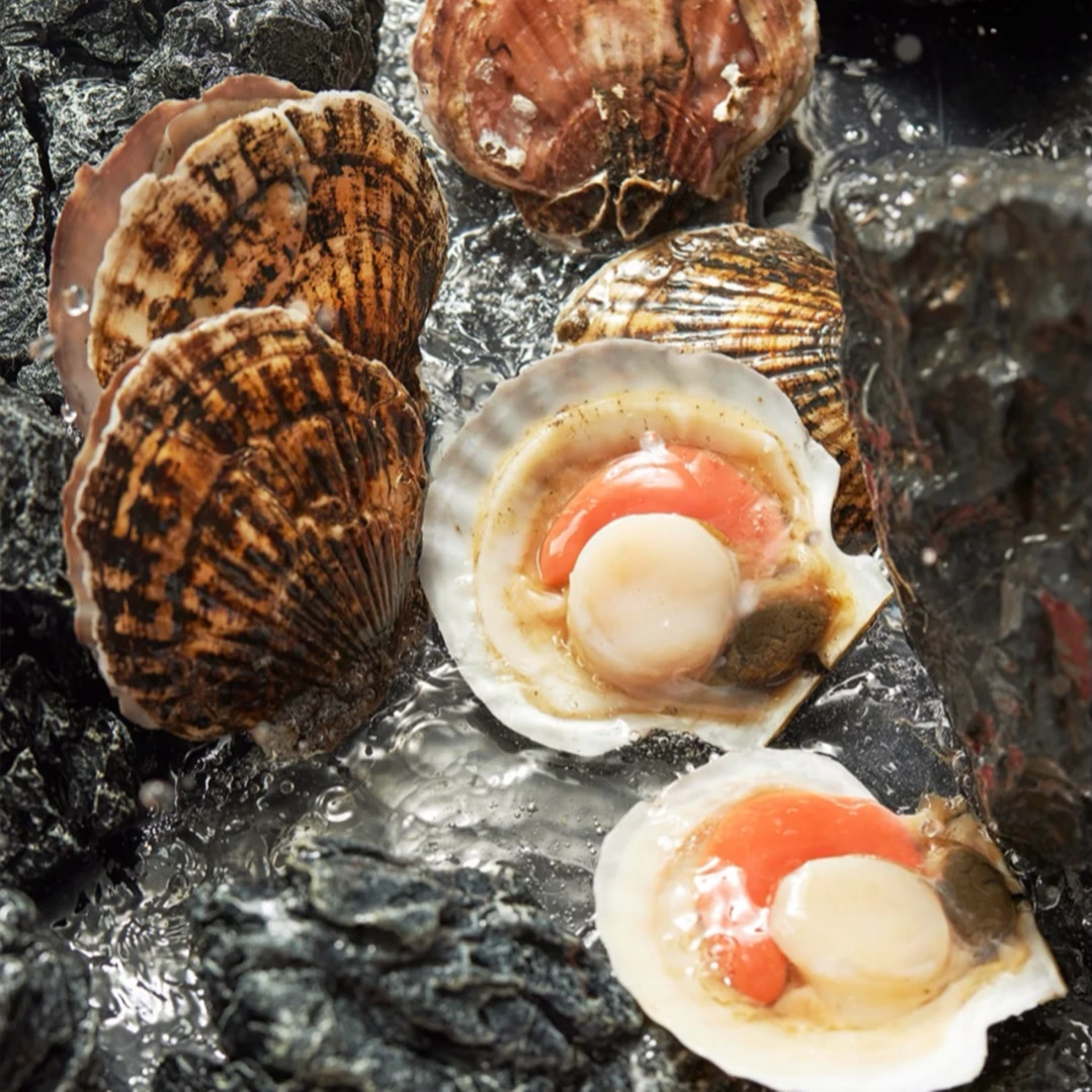 渤海湾新鲜扇贝顺丰包邮