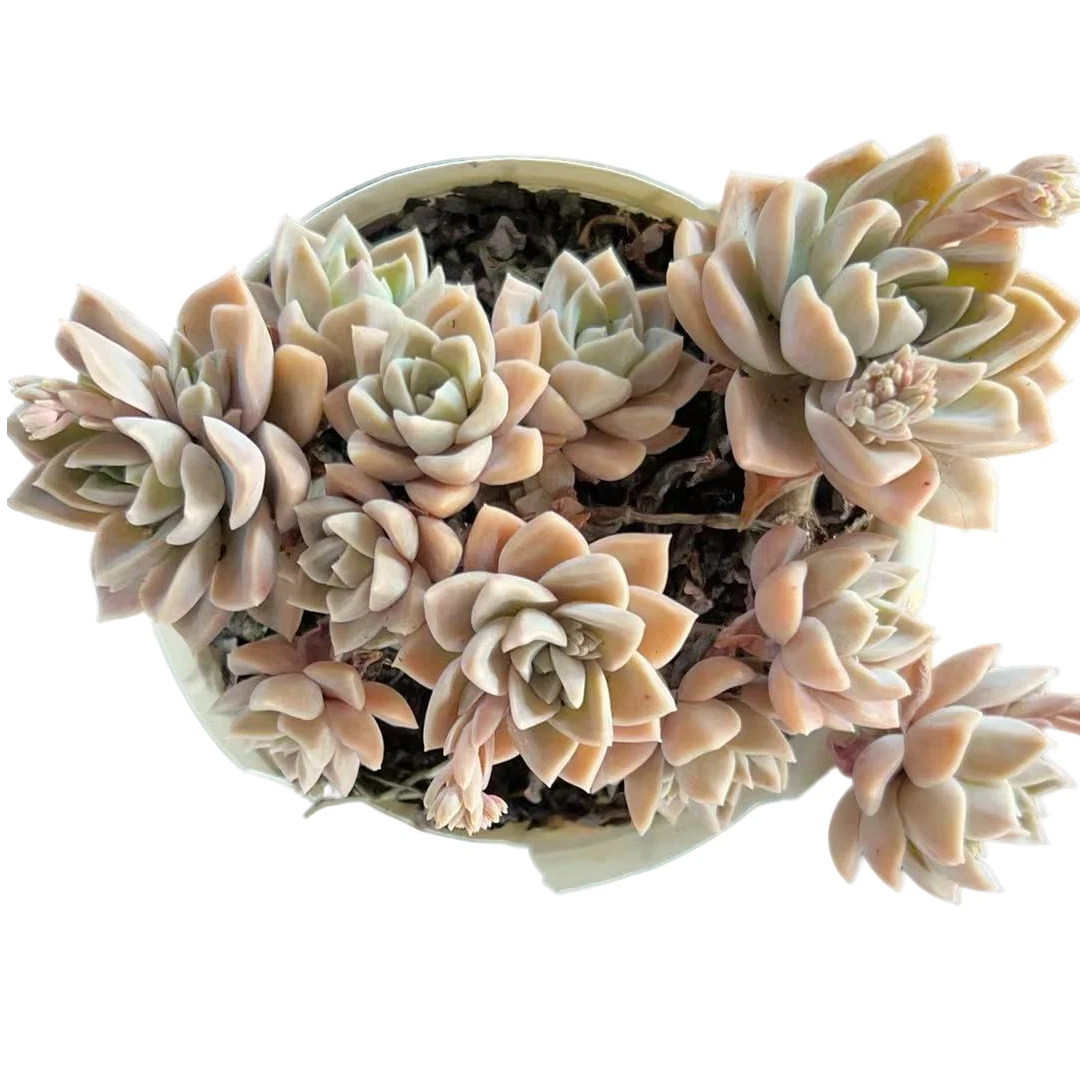 百荟（两单包邮） 哈利沃森（带盆）多肉盆栽 带盆带土