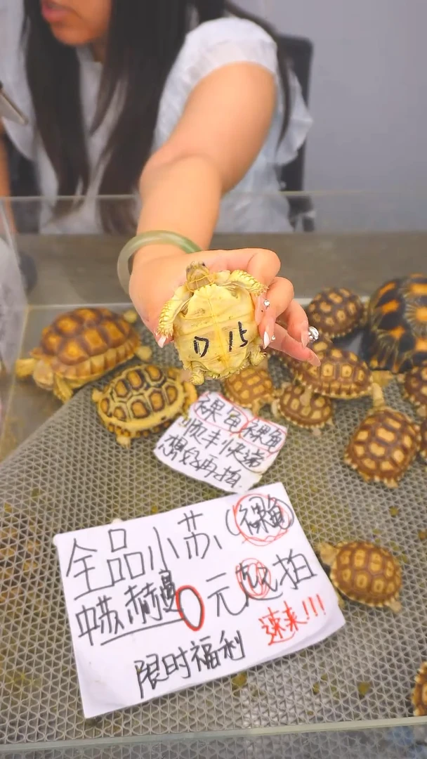 不分公母蛋龟D15