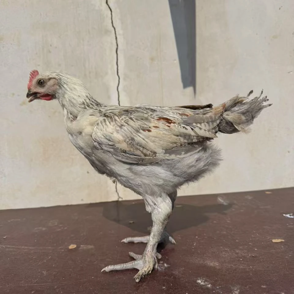 梓农阉公鸡80天日龄生鲜特快整鸡