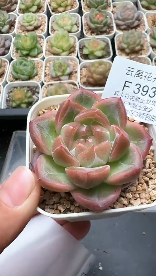 393F云禹多肉植物 默认脱土纸巾打包 3颗包邮