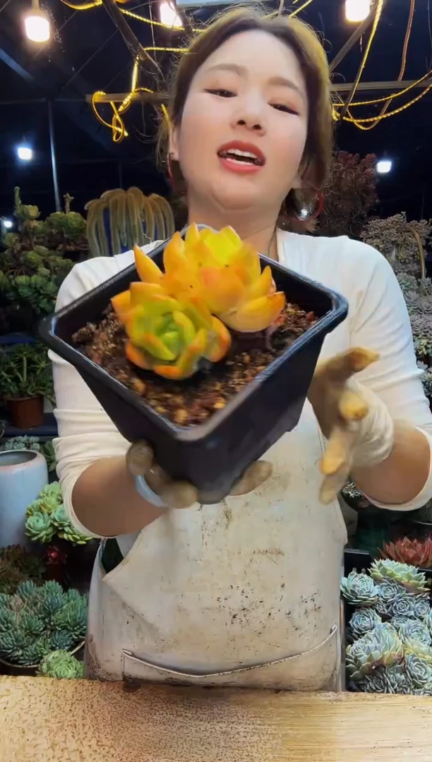 50号一物一拍脱土包邮