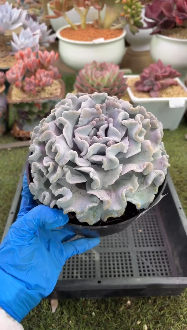 【闪购商品】14558