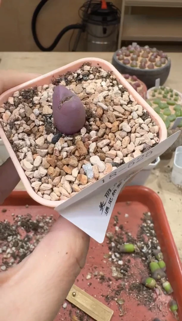l****蔡18-525多肉植物肉锥