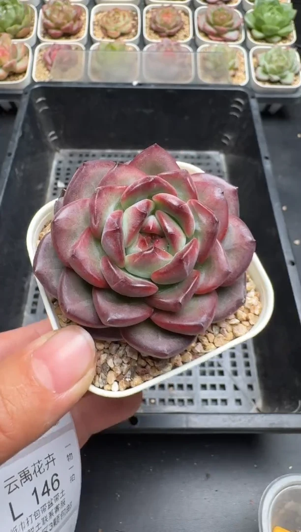 144L云禹多肉植物 带盆土纸巾打包 当天拍3颗包邮