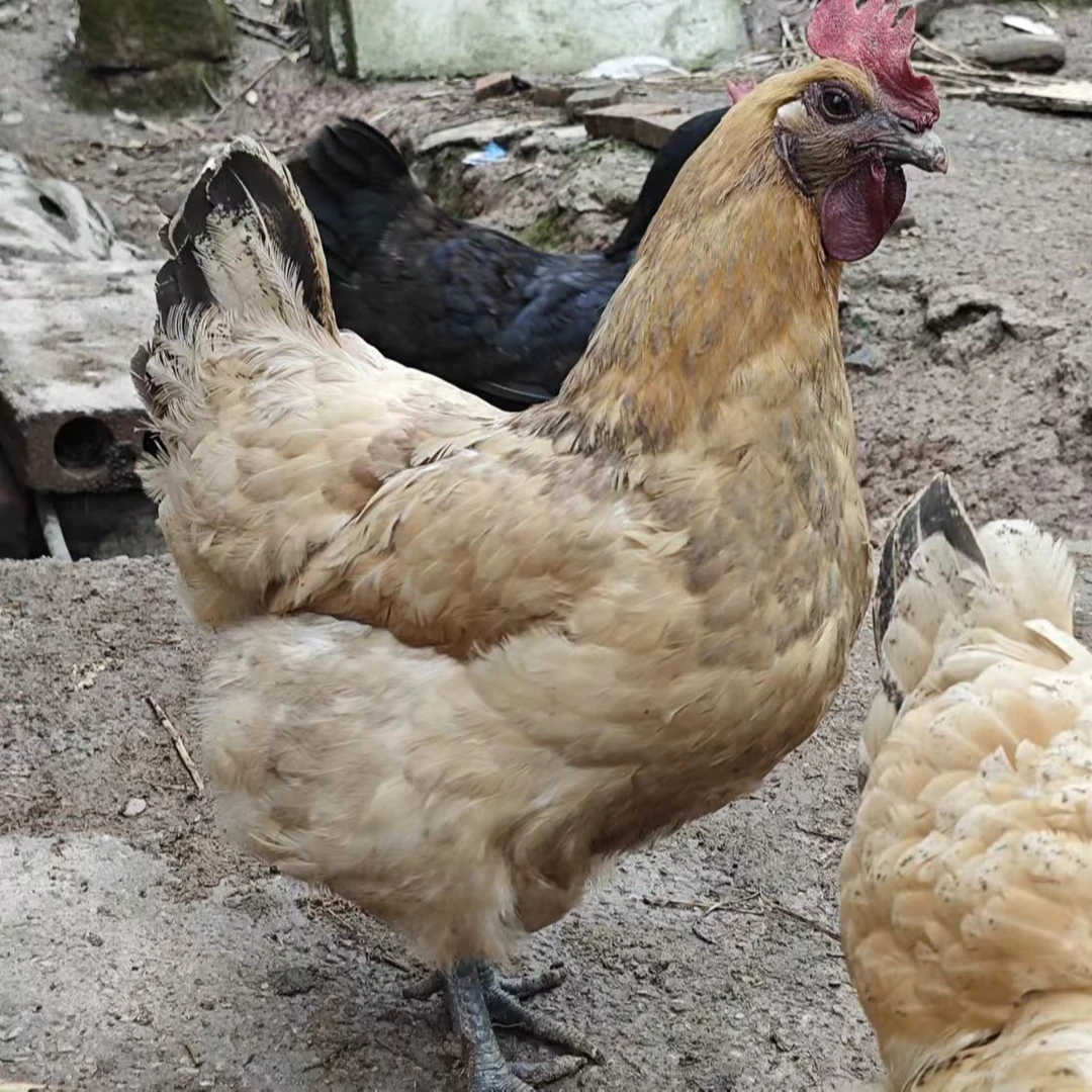 【农户散养粮食土鸡、中秋国庆预定中~~~】正宗粮食土鸡、现宰现发、次日达今天拍明天到、2000g起