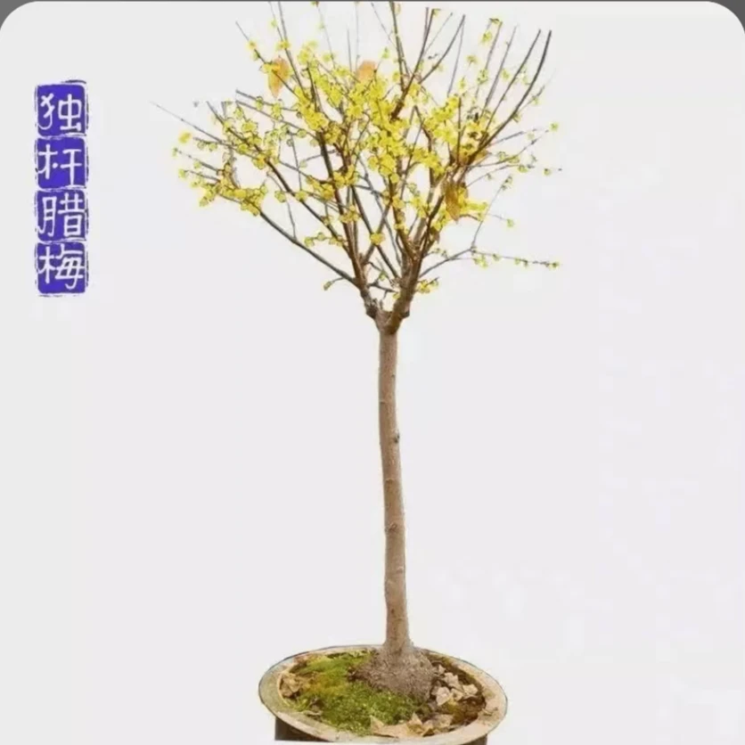 腊梅梅花南北方庭院植物高档盆栽地栽独杆丛生耐寒耐热绿植紫荆花