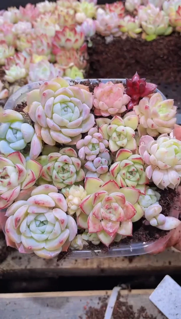 【闪购商品】275精品福利