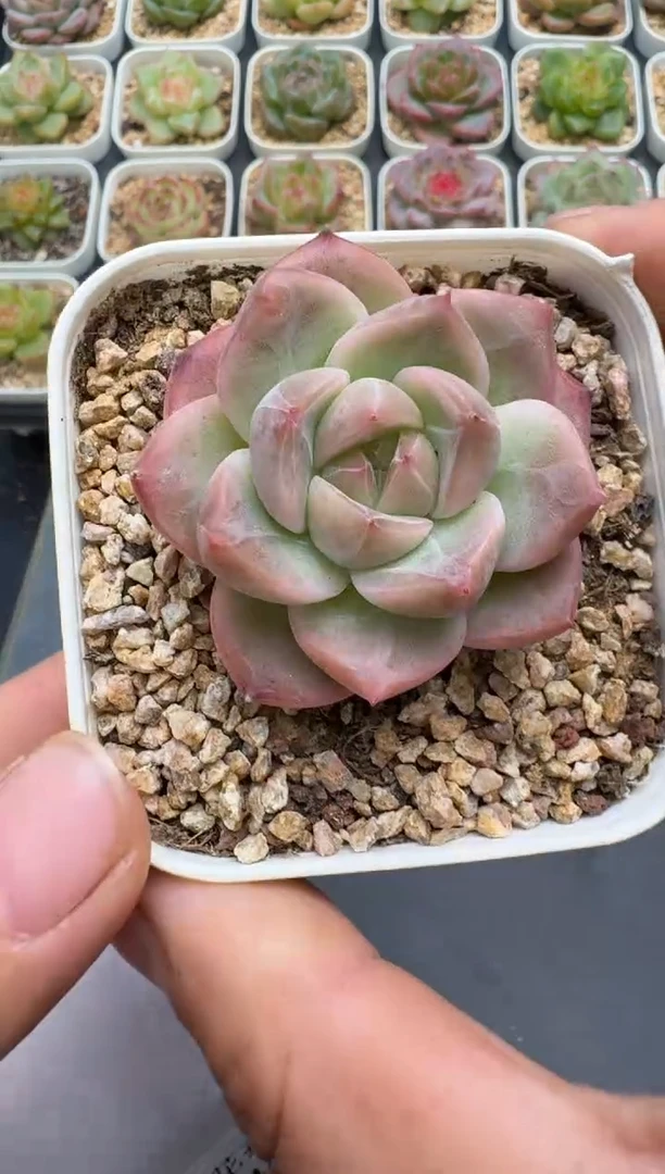 347E云禹多肉植物 带盆土纸巾打包 3颗包邮
