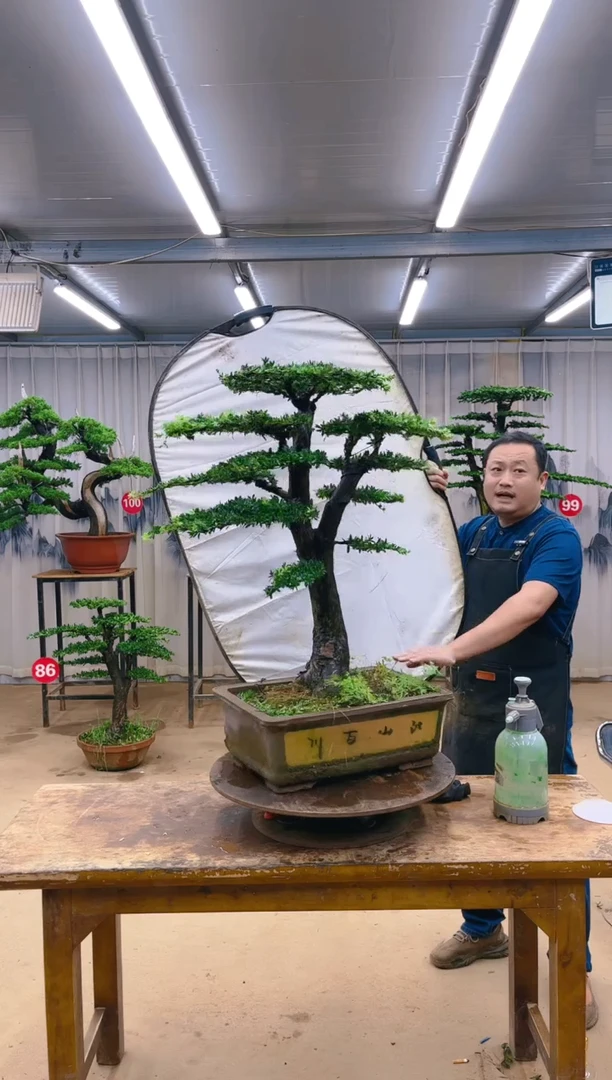 无花朵?****?精品盆景 一物一拍