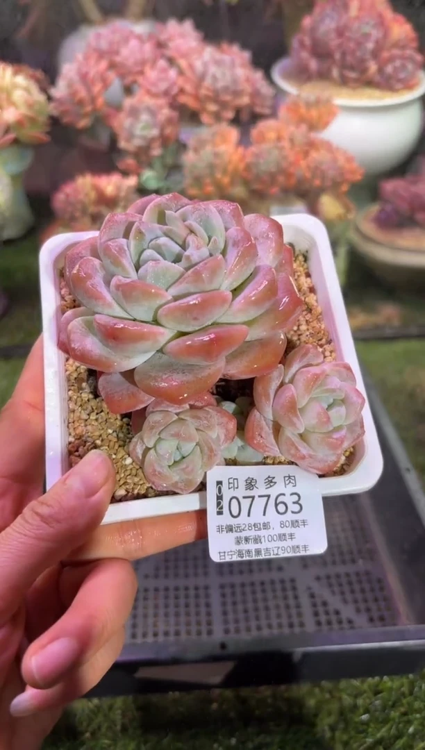 【闪购商品】07763