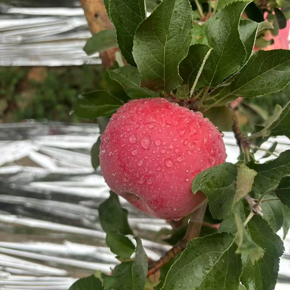 陕西红富士苹果脆甜多汁自然果香新鲜水果