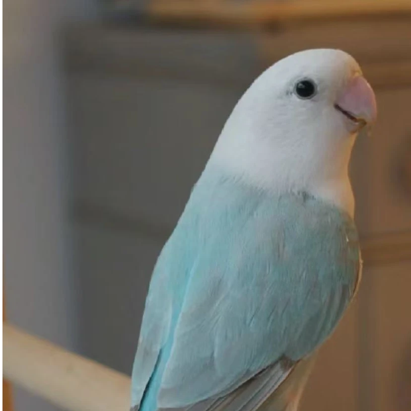 手养亲人彩色牡丹鹦鹉活体观赏鸟适合家养