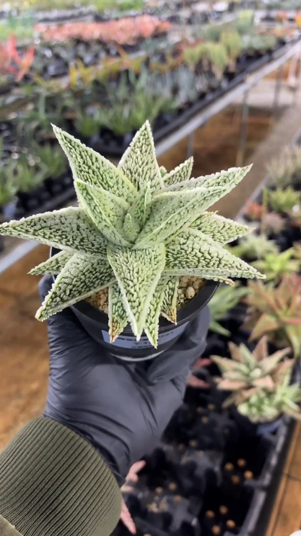 园艺芦荟wl221FD-1073