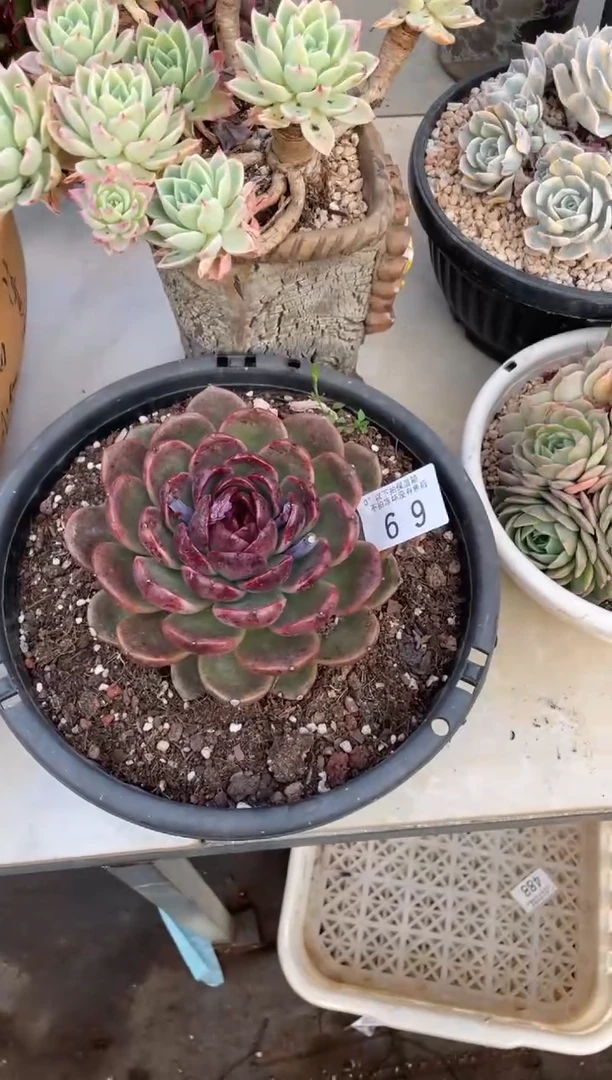 【闪购商品】69水晶