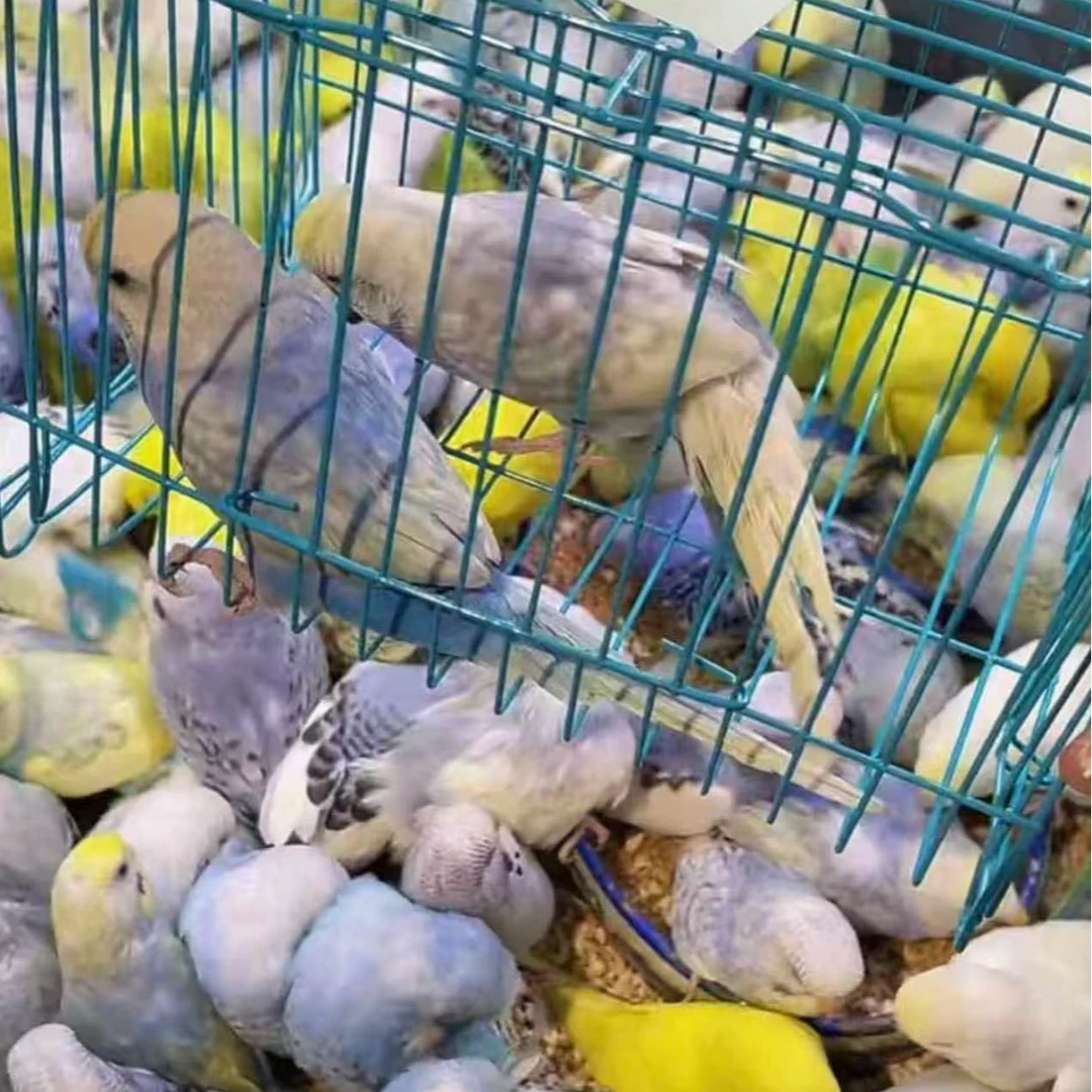 手养大头虎皮鹦鹉活体好养活适合家养的宠物鸟