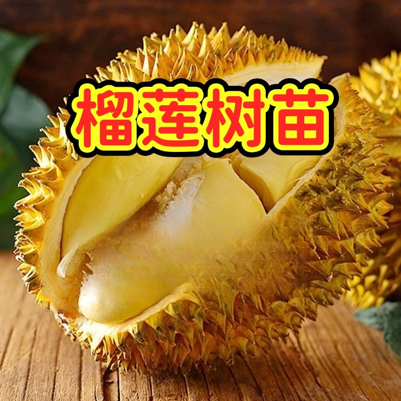 正宗榴莲树苗四季泰国金枕头猫山王盆栽地栽南方可种植