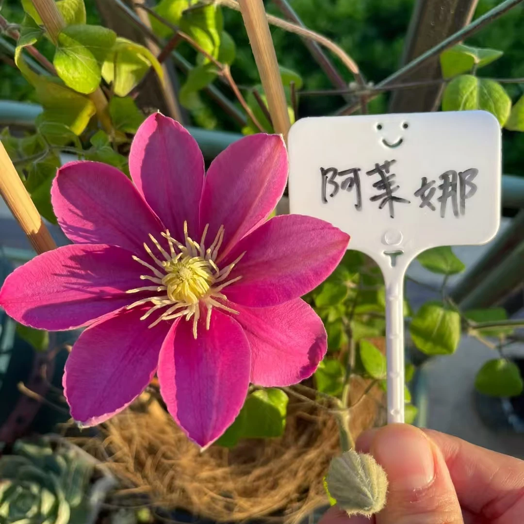 铁线莲   阿莱娜  三类 单瓣大花耐寒耐热南北方花卉盆栽