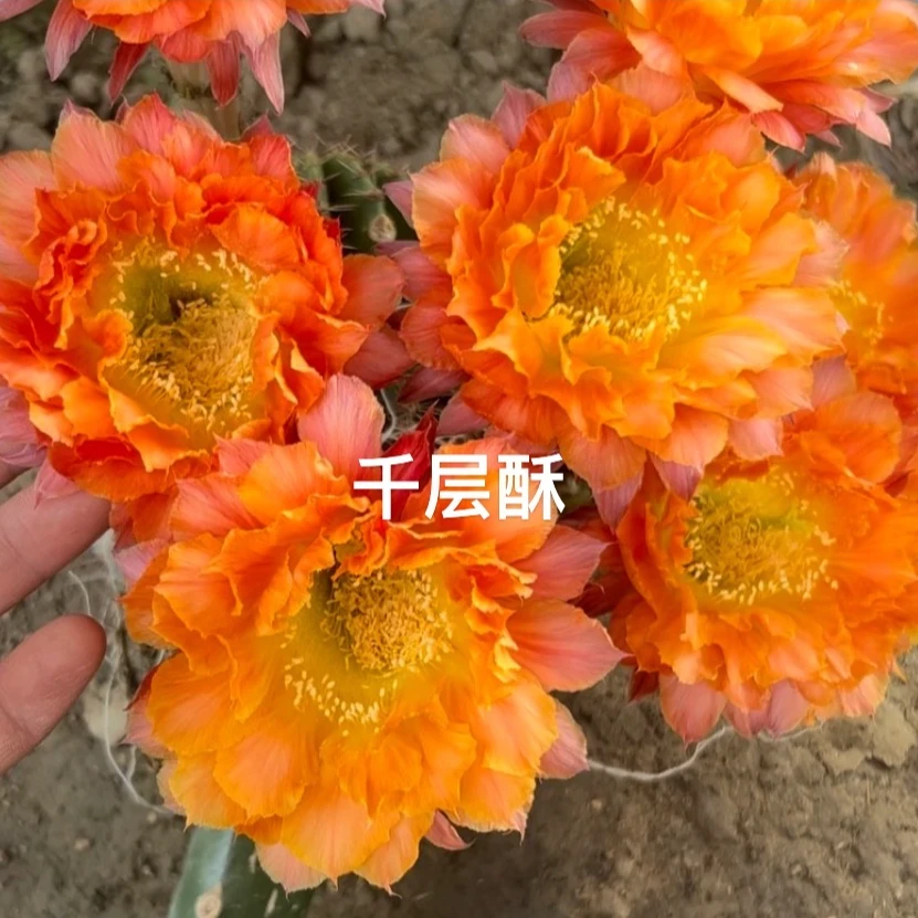 二妹园艺（千层酥）好花色仙人球满18包邮随机发