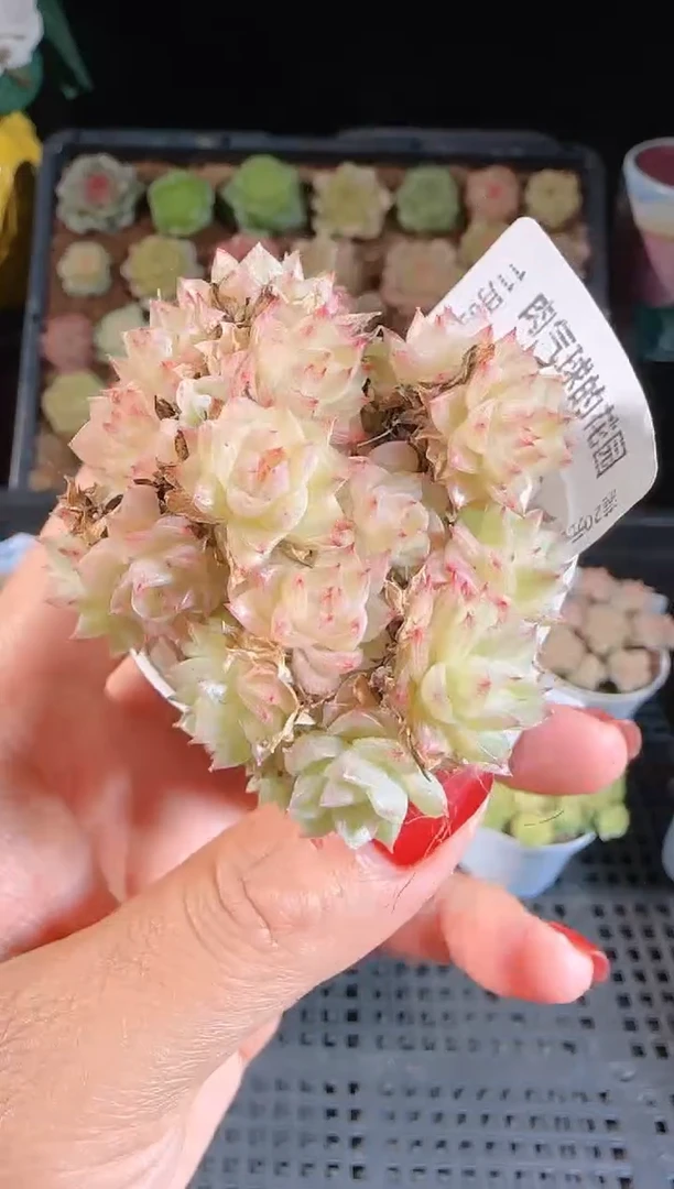 1109-678麦秆群不包整